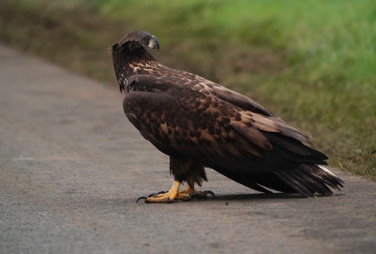 Zeearend Okrweg Leen Kuiper