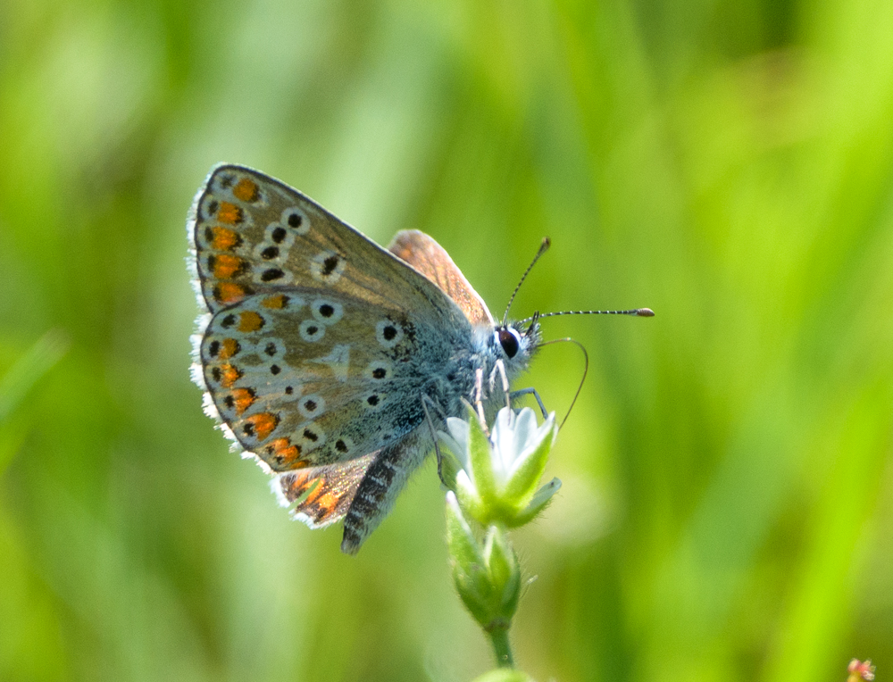 bruin blauwtje JvdV
