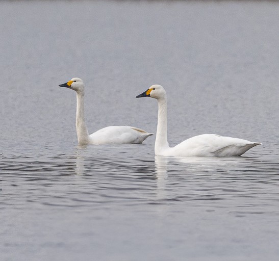 kleine zwanen2 JvdV Dijkgatsweide
